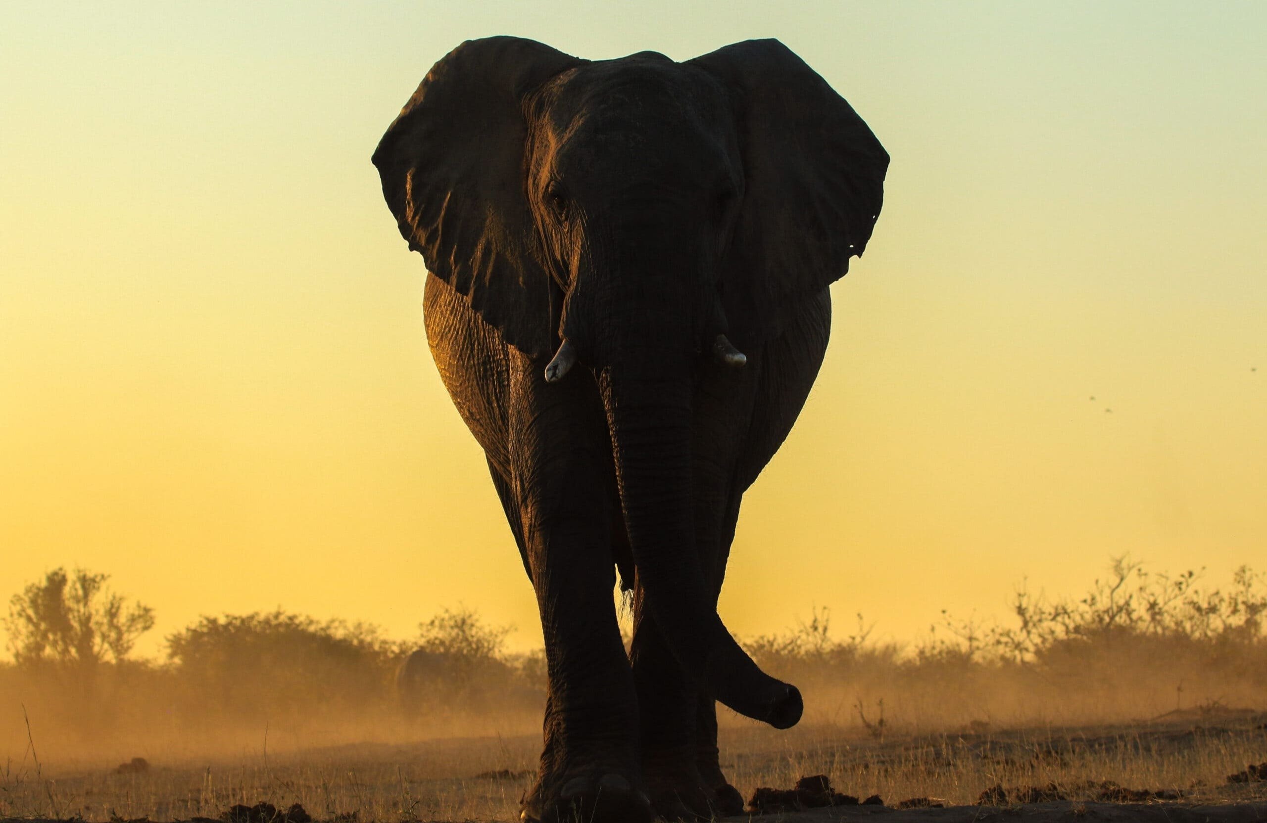 Hiring in the Wild: If Animals Had to Pass Background Checks